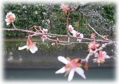 寒桜